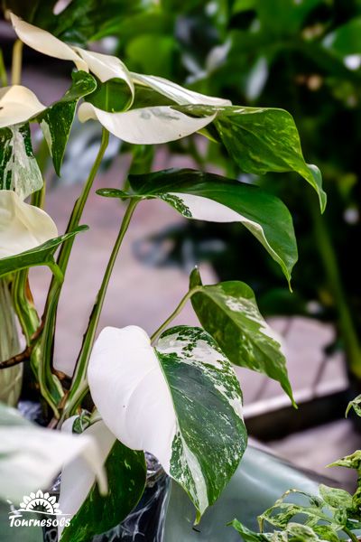 Plante d'intérieur Monsera Variegata aux feuilles vertes et blanches panachées, parfaite pour l'aménagement d'espace vert.